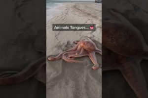 animal shapes close up