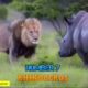 animals Planets / discovery channel / lion attack buffalo / animal planet / animal fights