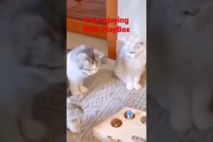 cat Playing with PlayBox 🐈 enjoying cats 🐈 Funzo Animals #catplaying #catplaybox #viralshorts