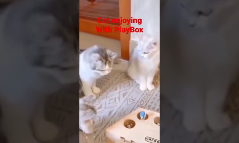 cat Playing with PlayBox 🐈 enjoying cats 🐈 Funzo Animals #catplaying #catplaybox #viralshorts