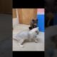 cute cats playing video 😻🐈/cute and funny cats/#shorts#pets