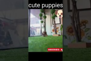 cute puppies, funny puppies, smallest puppies, cutest puppies 2022,#shorts #shortvideo