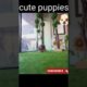 cute puppies, funny puppies, smallest puppies, cutest puppies 2022,#shorts #shortvideo