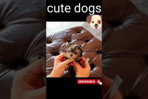 cute puppies, funny puppies,smallest puppies,cutest puppies 2022, cutest Animals,#shorts #shortvideo