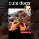 cute puppies, funny puppies,smallest puppies,cutest puppies 2022, cutest Animals,#shorts #shortvideo