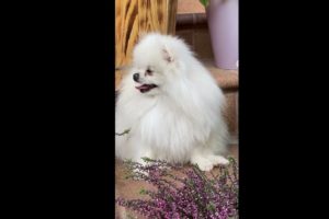 cutest baby dog cutes dog,cute dog,cutest dog,cute cutest puppies, dog video,cutest dog in world