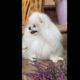 cutest baby dog cutes dog,cute dog,cutest dog,cute cutest puppies, dog video,cutest dog in world