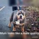 cutest puppies ever and  available uk and beast of a mum pocket bully