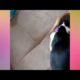cutest puppies of the world which everyone wants to see more and more#trending videos@cute&funnyhub