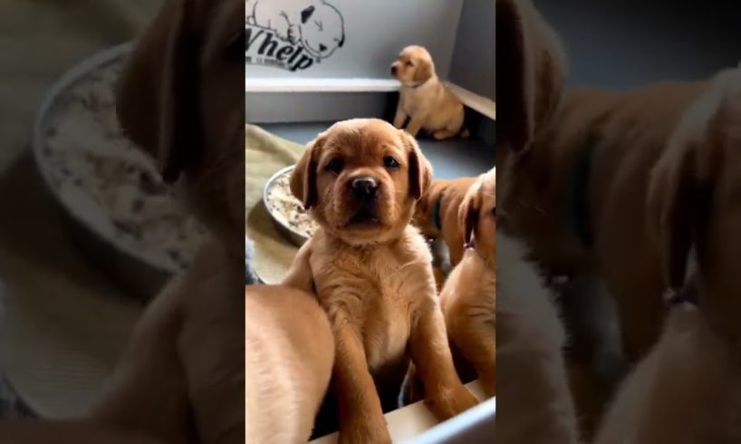 cutest puppies #shorts #youtubeshorts