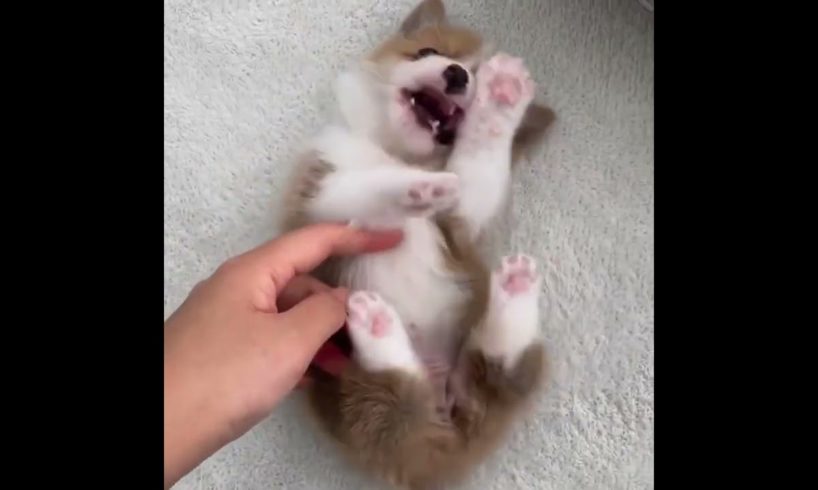 cutest puppy ever!! - corgi #shorts