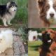 dog collection, cutest puppy🐕 cute puppy, cute dog funny video 🐶baby puppies,