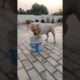 dog playing ❤️ #shorts #ytshorts #youtubeshorts
