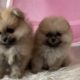 funniest and cutest puppies videos||cute dog whatsapp videos||Cute puppies videos