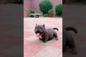 funniest dog cutest puppy #shorts #cute @Cat Cute