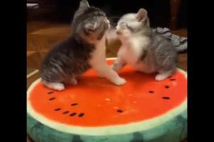 funny kittens playing/Funny Animals best videos
