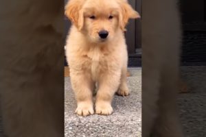 golden retriever puppy available if you want cutest puppy please comment #goldenretriever #puppy