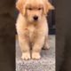 golden retriever puppy available if you want cutest puppy please comment #goldenretriever #puppy