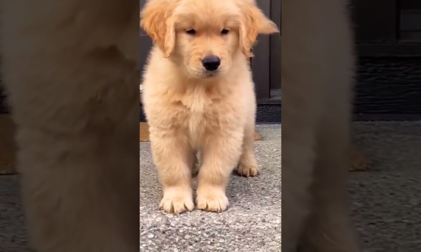 golden retriever puppy available if you want cutest puppy please comment #goldenretriever #puppy