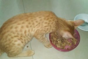 kitten hungry | my first vlog for kitten | billi ke bacche ko khana khilaya | @The Gohan And Cats