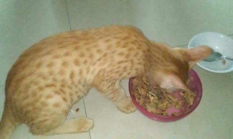 kitten hungry | my first vlog for kitten | billi ke bacche ko khana khilaya | @The Gohan And Cats