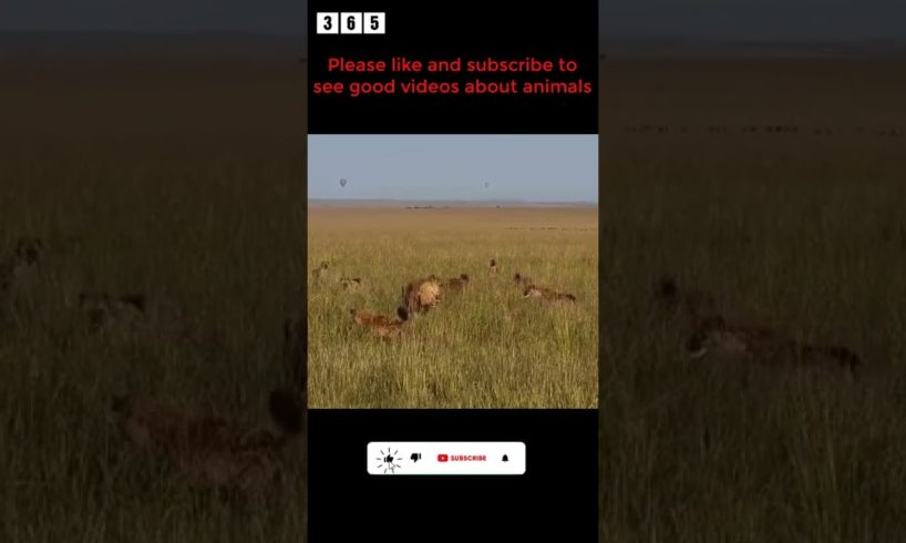 lion and hyena animal fights #shorts
