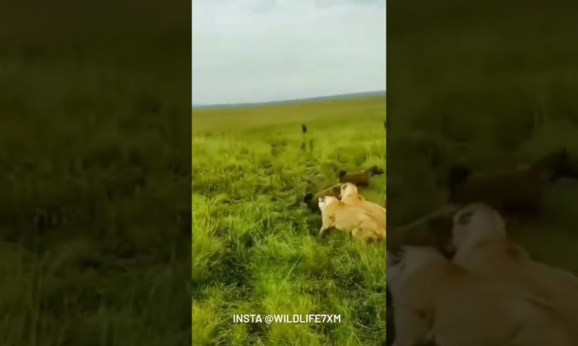 lion fighting video 🦁💯💥 || lion fight status download || animal fights