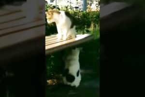 playing cat #short #shortvideo