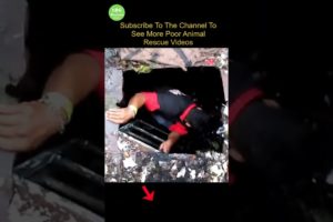 poor dog rescue animal rescue #shorts