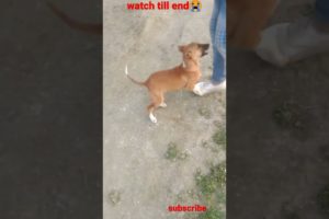 puppy play with dog😂||#shorts #shortsvideo #youtubeshorts