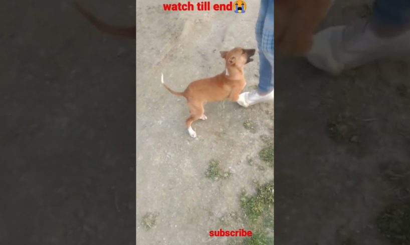 puppy play with dog😂||#shorts #shortsvideo #youtubeshorts