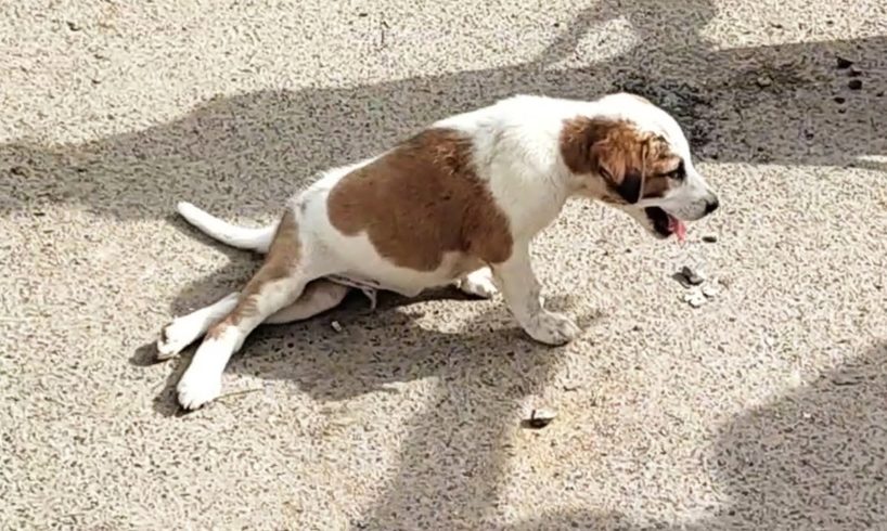 "Why won't my legs work?" Puppy dragging legs rescued after car accident...