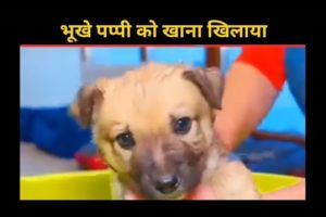 rescue homeless puppy || भूखे पप्पी को खाना खिलाया || #fkhindifacts #shorts