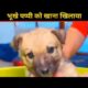 rescue homeless puppy || भूखे पप्पी को खाना खिलाया || #fkhindifacts #shorts