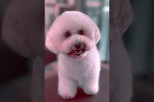 #shorts - Bichon Frisee. Cutest Puppy Transformation