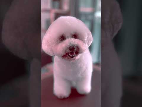 #shorts - Bichon Frisee. Cutest Puppy Transformation