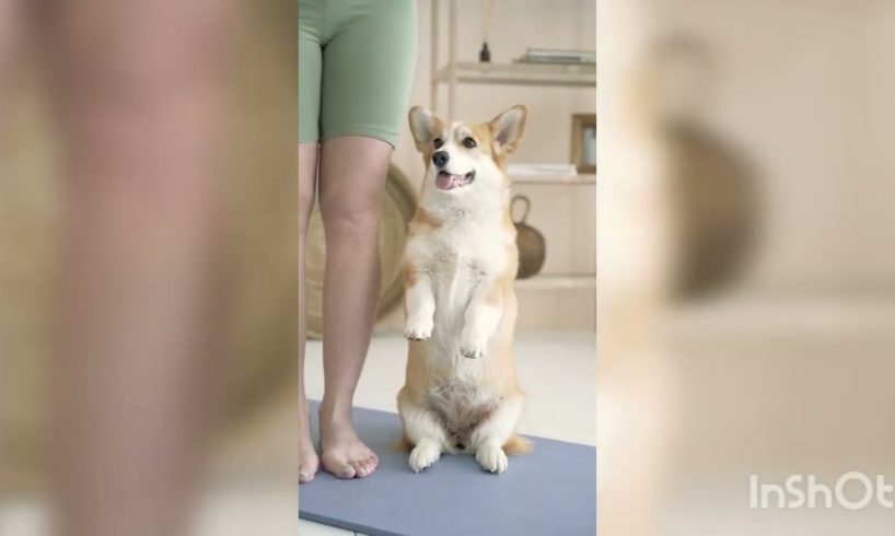 #shorts Cute Puppies Doing Funny Things, Cutest Puppies in the Worlds 2022