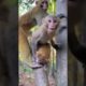 #shorts Miss long will bring her baby#monkey#cute#pet#animal#fyp