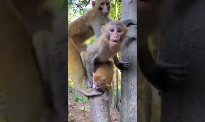#shorts Miss long will bring her baby#monkey#cute#pet#animal#fyp