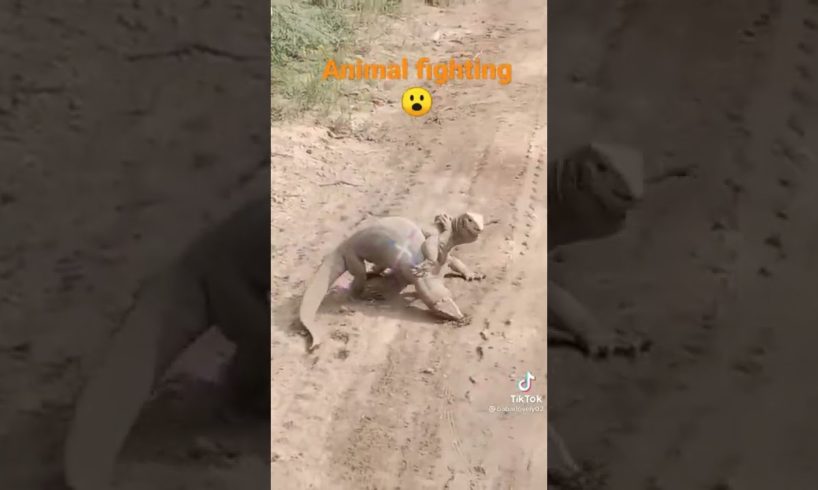 #shorts #shortvideo #short #shortsvideo animal fighting