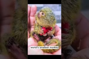 #shorts world's smallest monkey#monkey #smallestmonkey #animal #cutemo