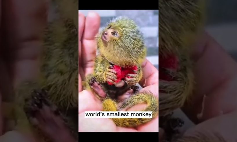 #shorts world's smallest monkey#monkey #smallestmonkey #animal #cutemo