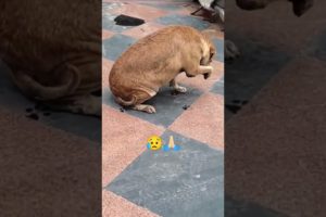 street dogs help videos _animals help videos @SAGARKVLOGS #sagarkvlogs #shorts #short #ytshort #dog