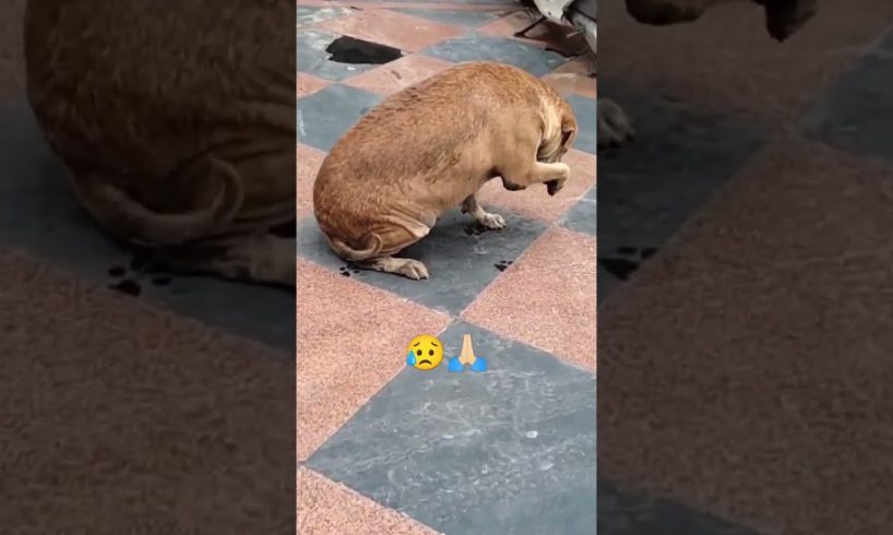 street dogs help videos _animals help videos @SAGARKVLOGS #sagarkvlogs #shorts #short #ytshort #dog