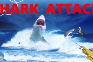 unbelievable sharck attack  that will  terrorize you compilation shark attack