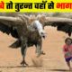 इंसान को जिन्दा ही निगल जाता है ये परिन्दा  / eagle attack / wild animal fight