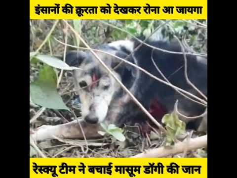 इंसानों की क्रूरता को देखकर रोना आ जायेगा#factsoflife #short #trending