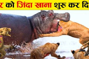 ऐसी भयानक लड़ाई आज से पहले नही देखी होगी | Craziest Animal Fights of All Time