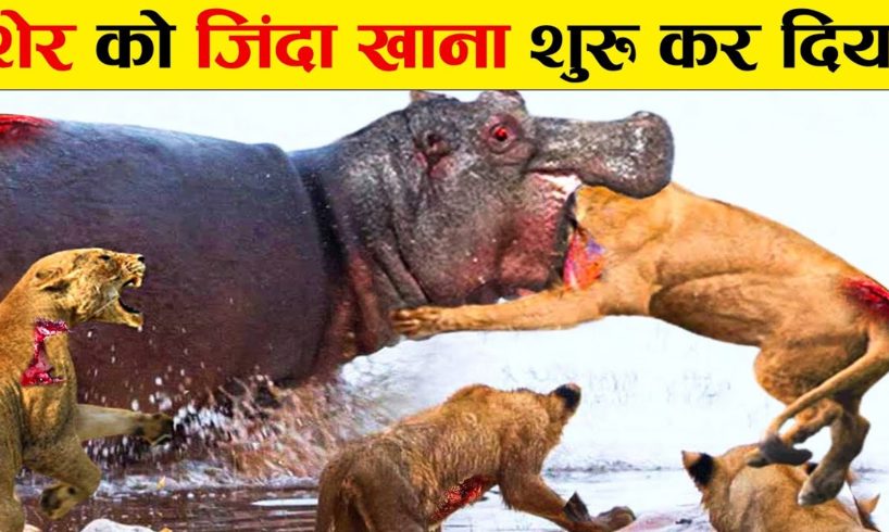 ऐसी भयानक लड़ाई आज से पहले नही देखी होगी | Craziest Animal Fights of All Time