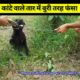 कांटे वाले तार में बुरी तरह फंसा #shorts #motivation #viral